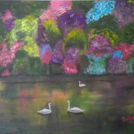 Swans Swimming